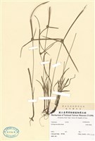 藏品(短葉水蜈蚣)的圖片